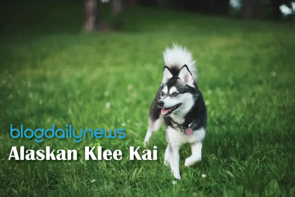 Alaskan-Klee-Kai