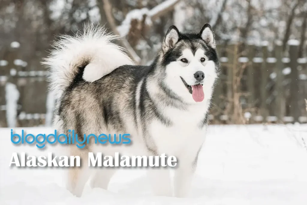 Alaskan-Malamute