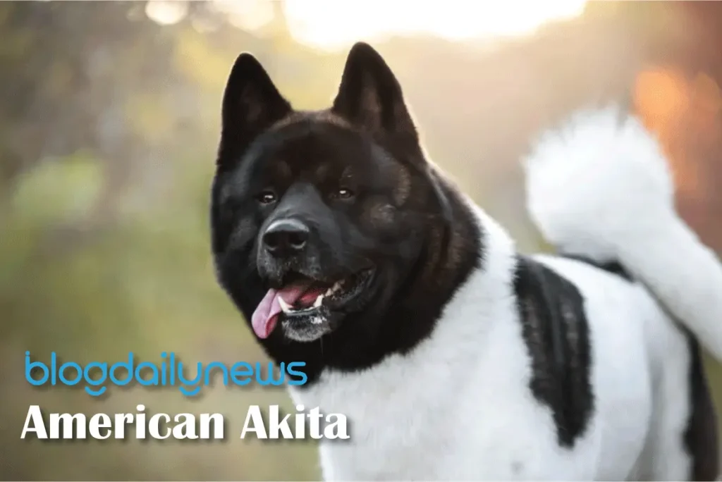 American-Akita