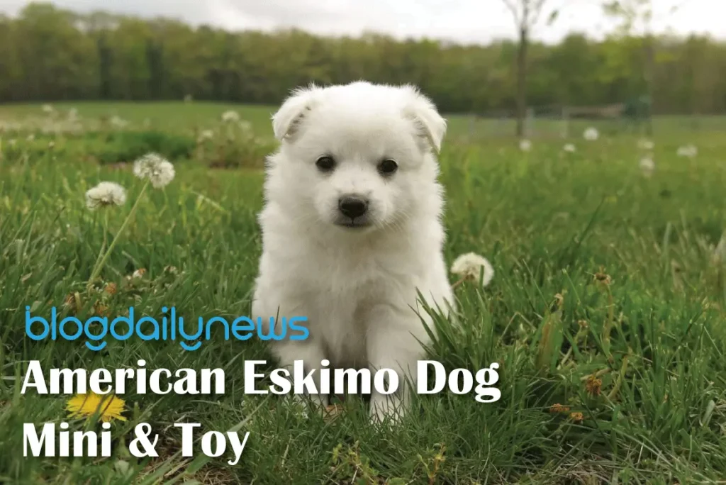 American-Eskimo-Dog-Mini-&-Toy