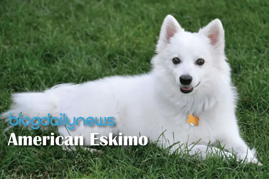 American-Eskimo