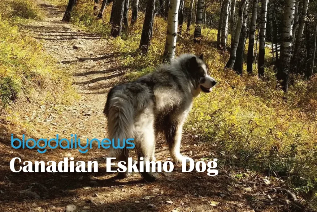 Canadian-Eskimo-Dog