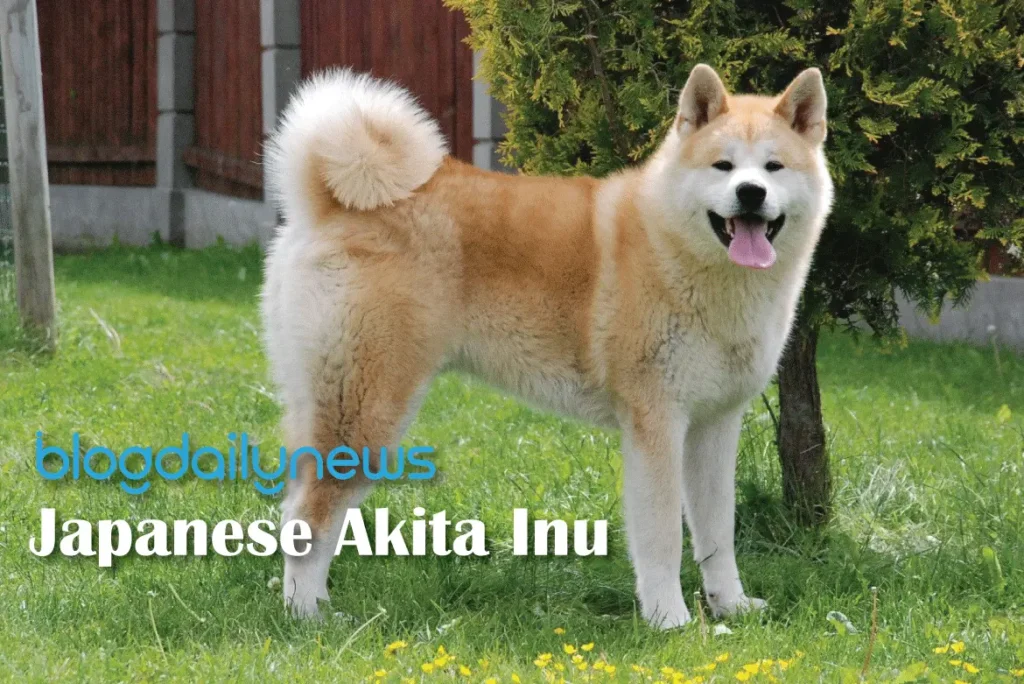 Japanese-Akita-Inu