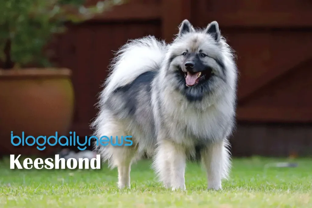 Keeshond