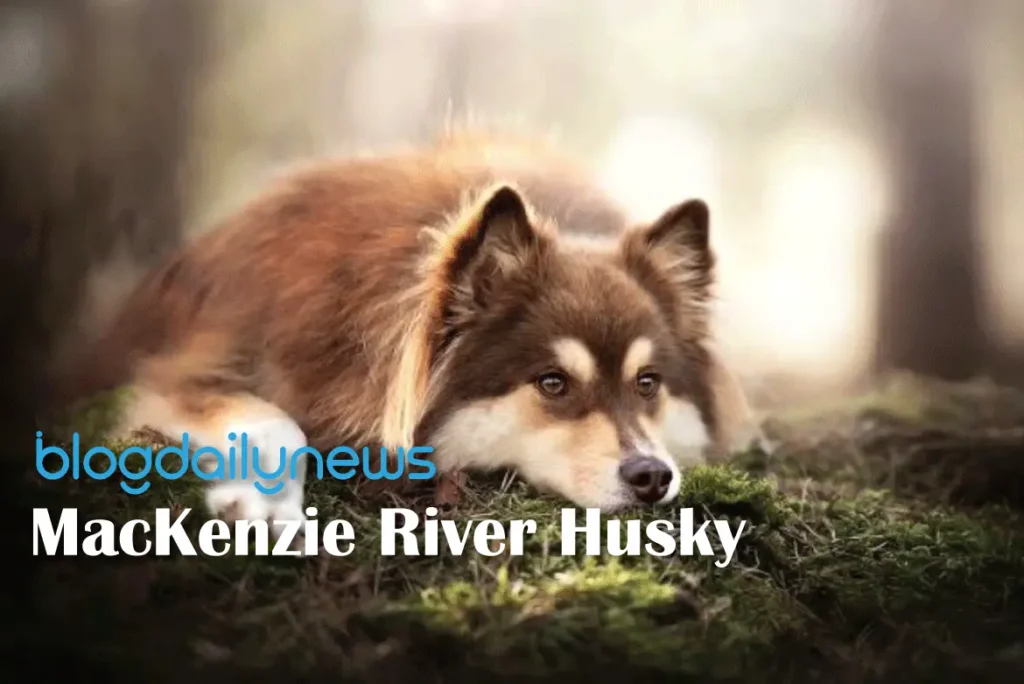 MacKenzie-River-Husky