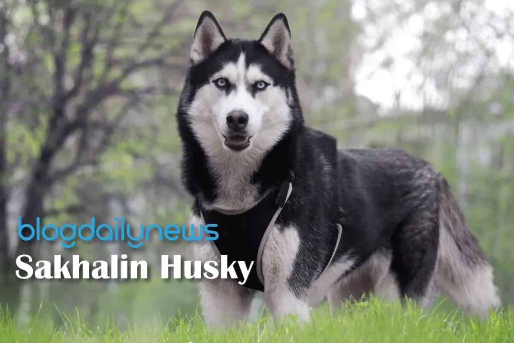 Sakhalin-Husky