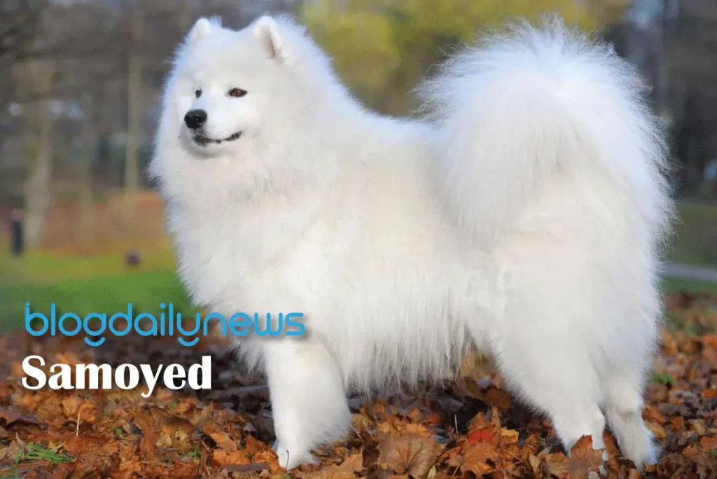 Samoyed