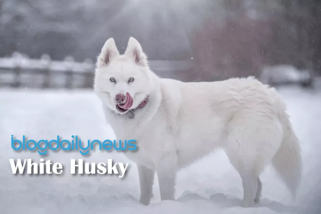 White-Husky